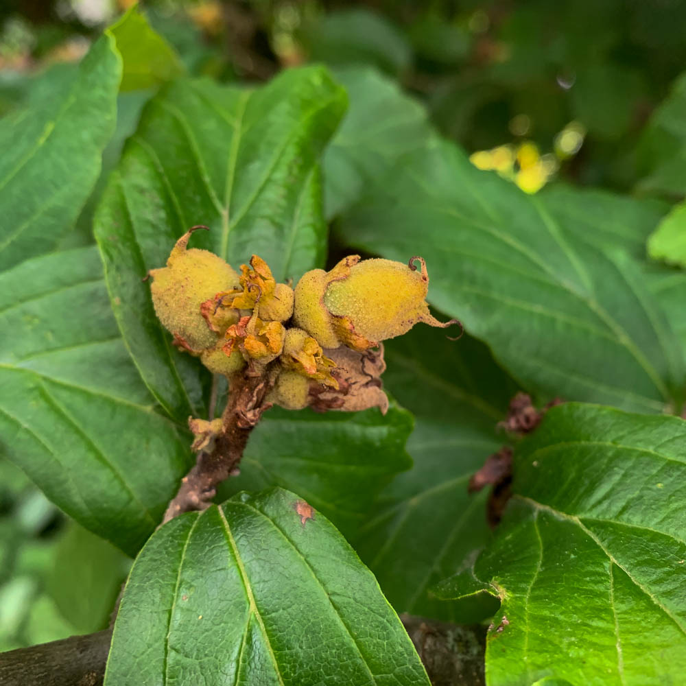 Eisenbaum, Parrotia, Winterblüher