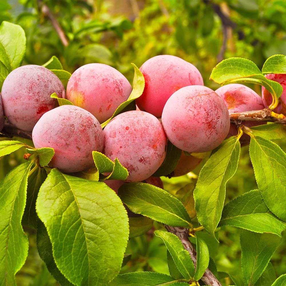 Pflaume 'Königin Viktoria'