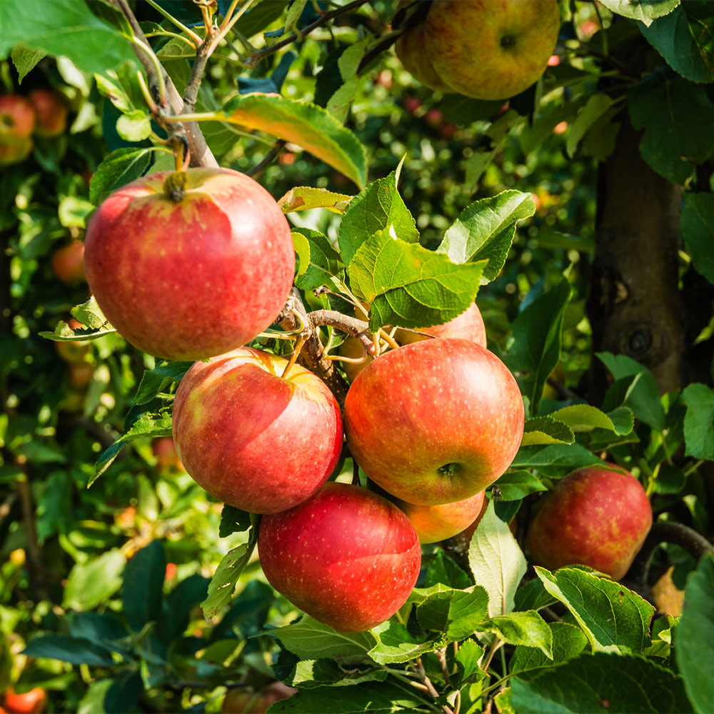 Apfel 'Cox Orange'