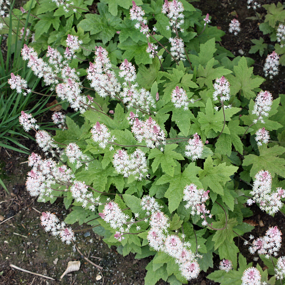 Schaumblüte, Tiarella, Schattenpflanze