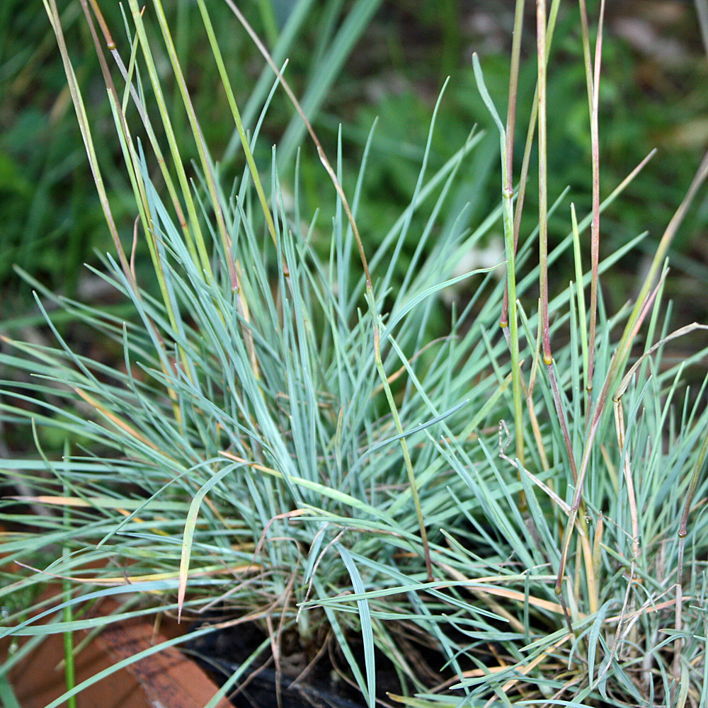 Schillergras, Koeleria glauca, Ziergras