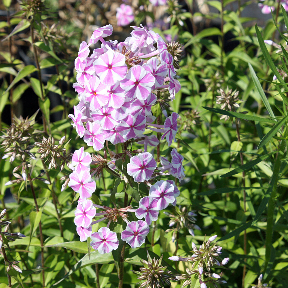 Wiesenphlox Natascha, Phlox, Blütenstaude