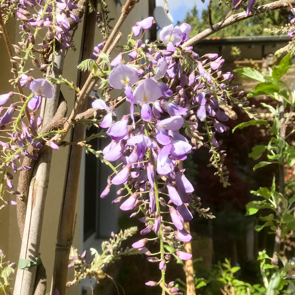 Edelblauregen 'Honbeni'