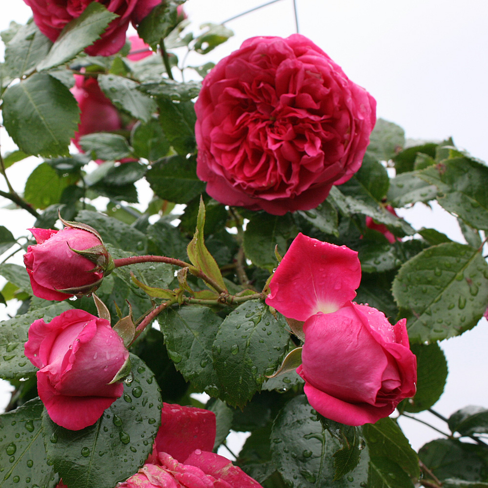 Kletterrose Laguna, Rosa, Fassadenbegrünung