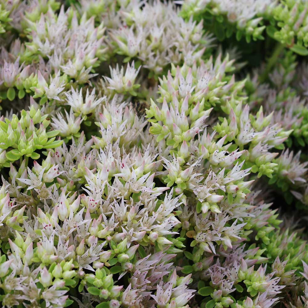 Teppichsedum 'Album Superbum'
