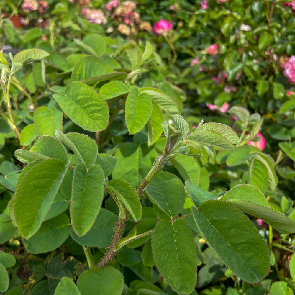 Strauchrose 'Leda'