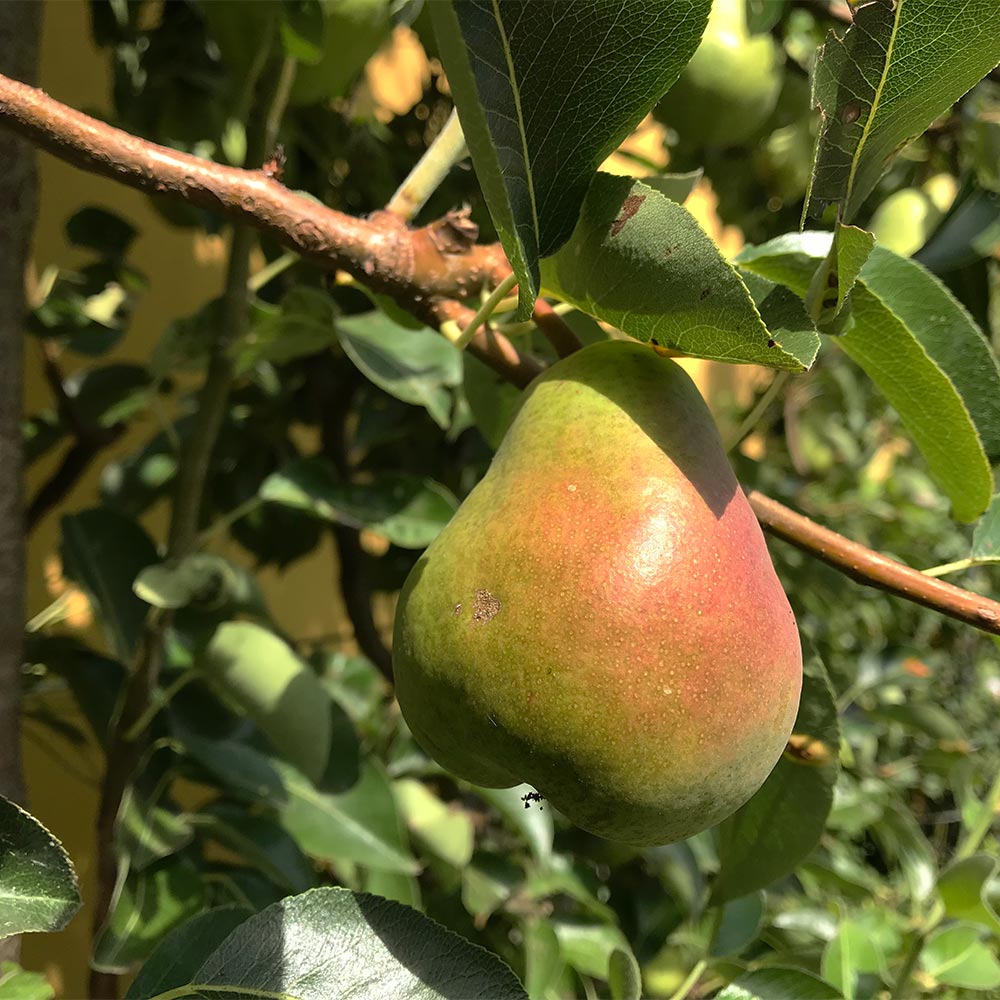Zwergbirne 'Luisa'