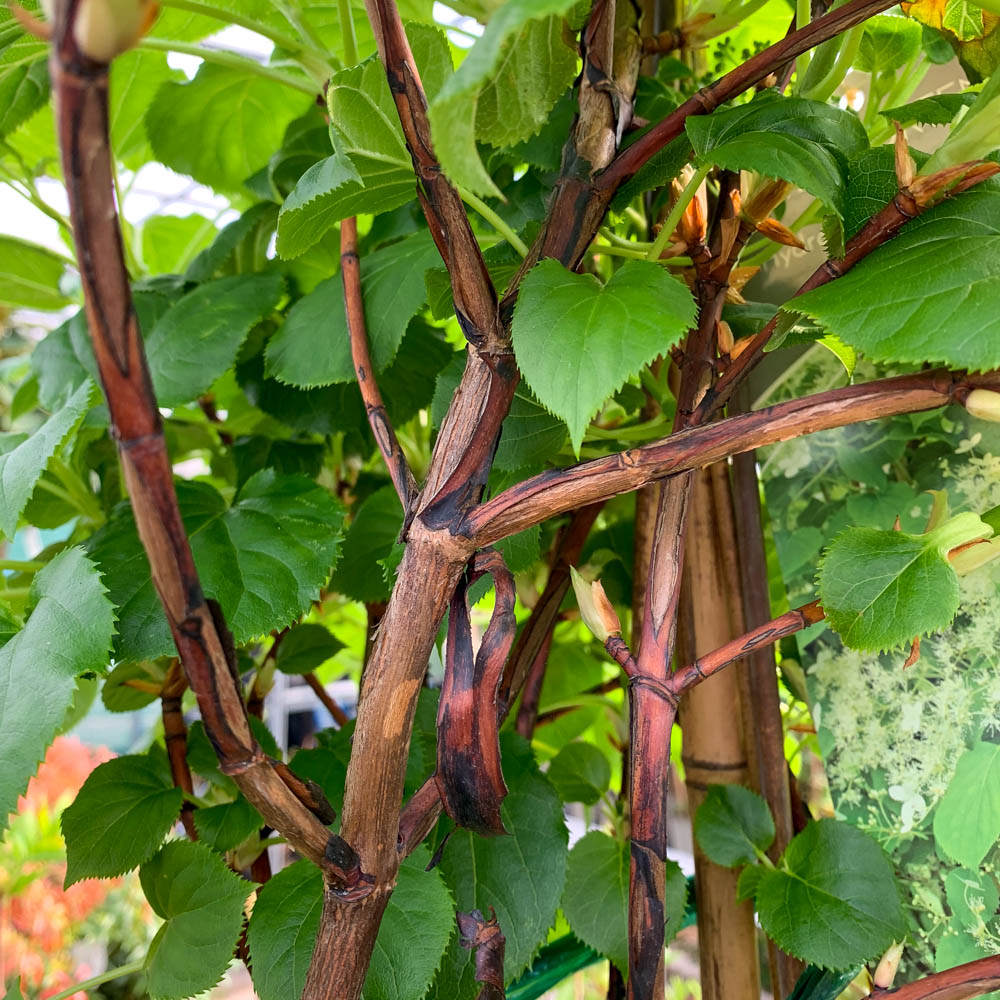 Kletterhortensie
