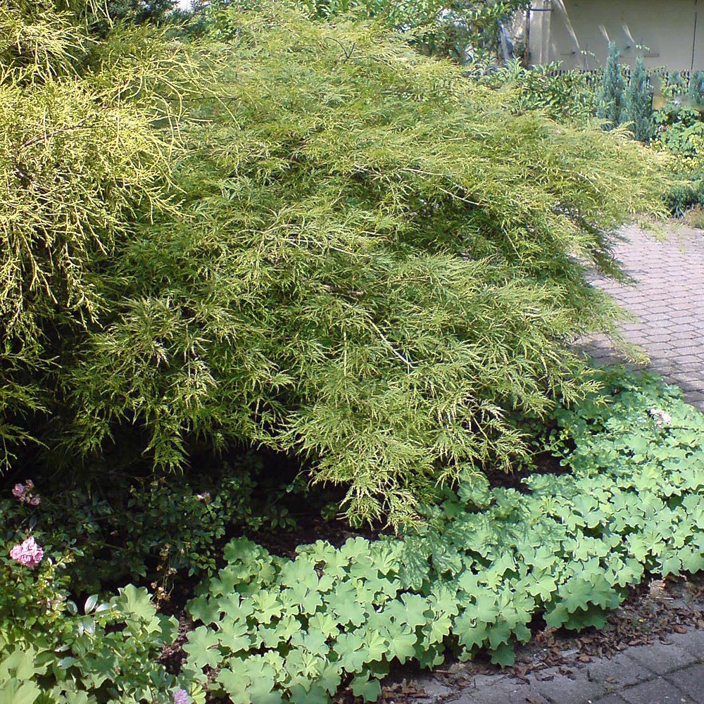 Schlitzahorn, Acer, Ahorn, Stämmchen
