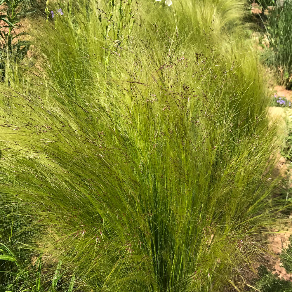 Engelshaargras 'Ponytails'