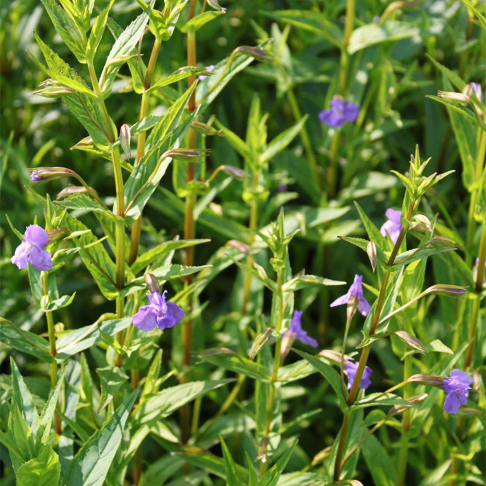 Blaue Gauklerblume