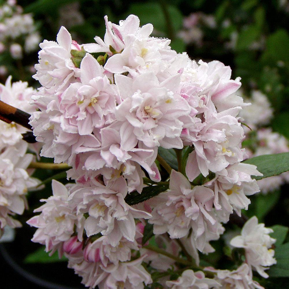Gefüllter Sternchenstrauch, Deutzia, Blütenstrauch, Heckenpflanze