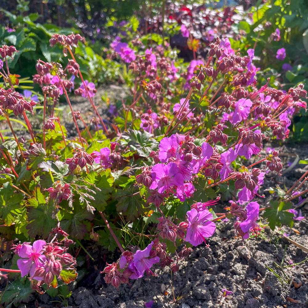 Storchschnabel 'Berggarten'