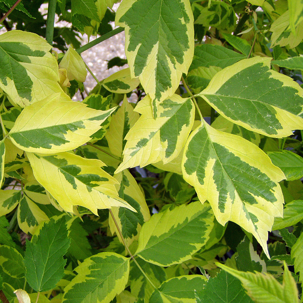 Goldbunter Eschenahorn, Ahorn, Acer, Blattschmuck