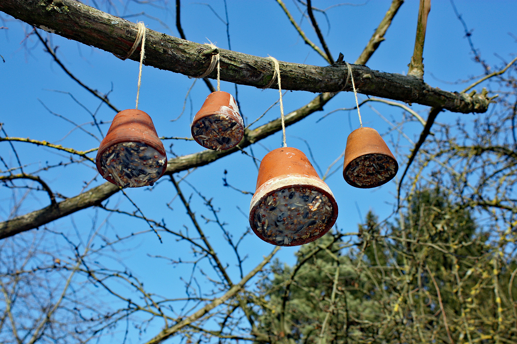Vogelfutter selbst gemacht
