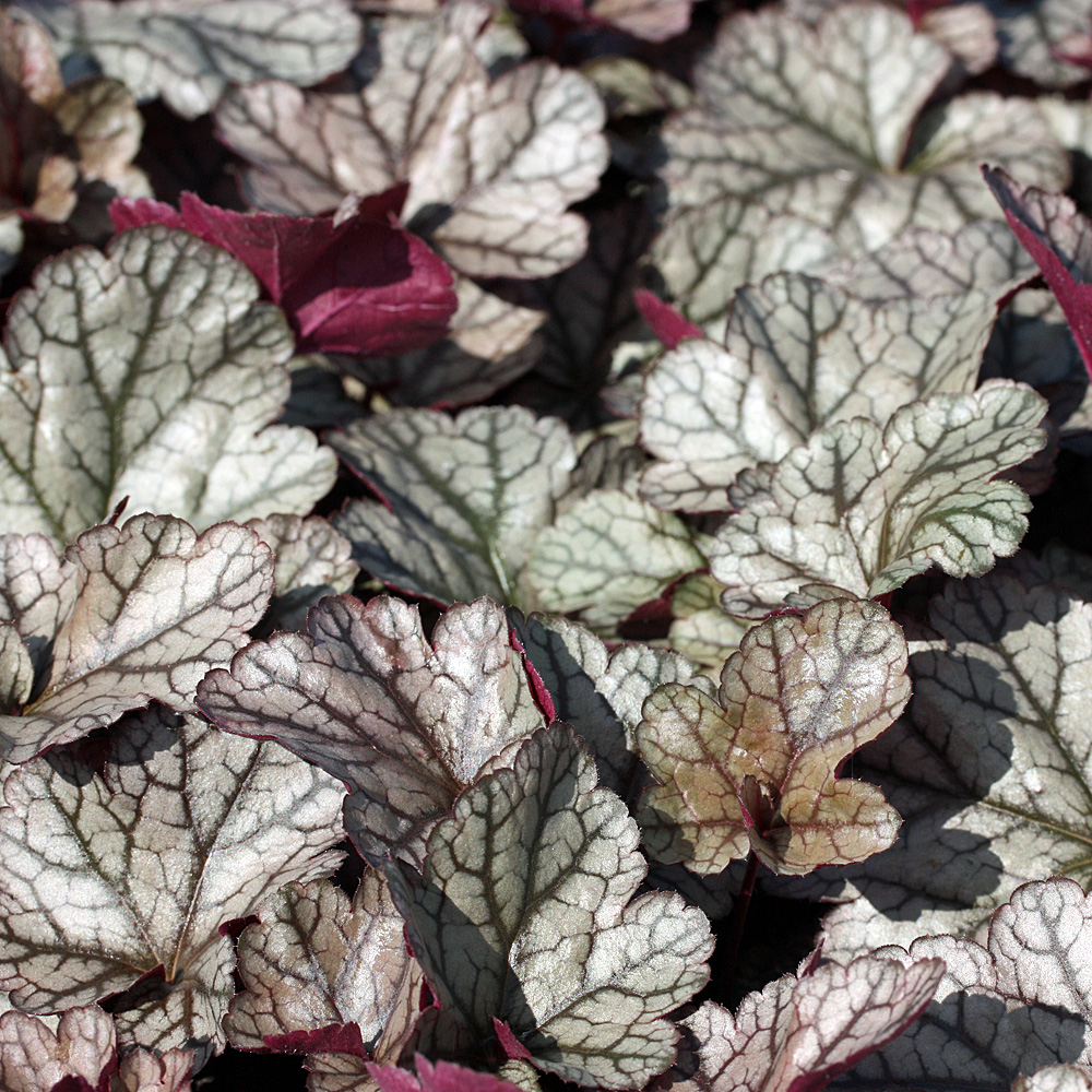 Purpurglöckchen, Heuchera, Blattschmuckstaude, Beetpflanze