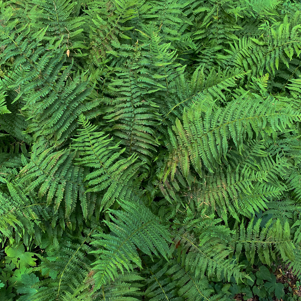 Wurmfarn, Farn, Unterbepflanzung