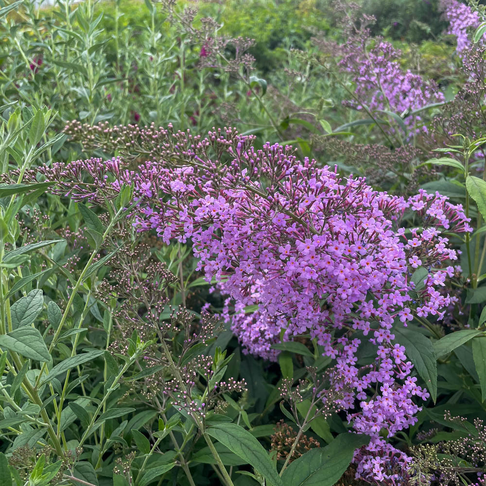 Sommerflieder 'Gulliver'