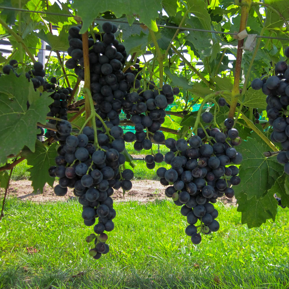 Weinrebe 'Mitschurinski'