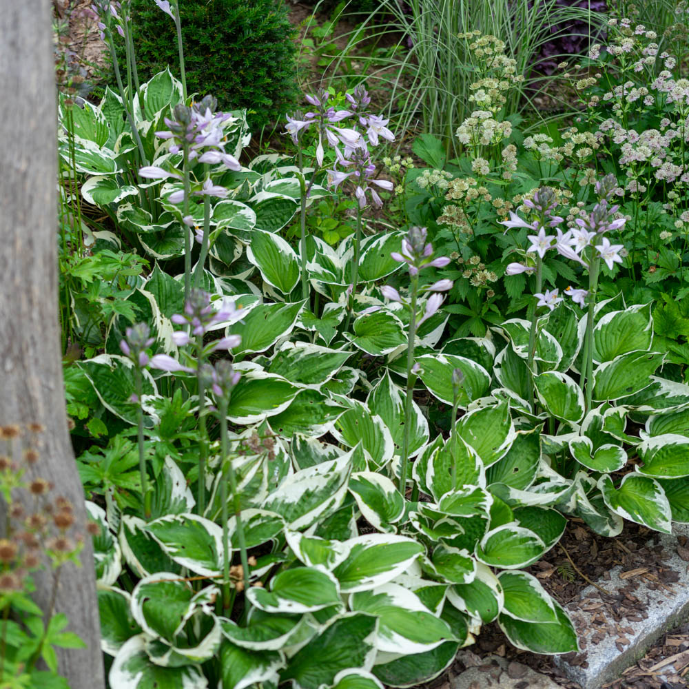 Funkie Patriot, Hosta, Blattschmuckstaude