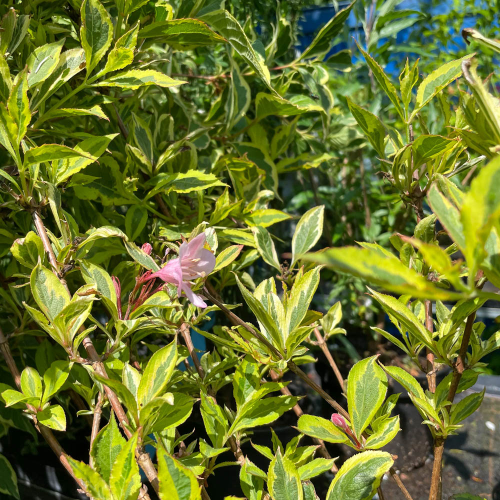 Weigelie 'Magical Rainbow'
