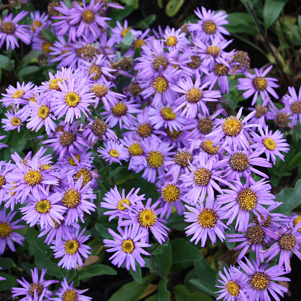 Alpen Aster, Frühjahr, Blütenstaude