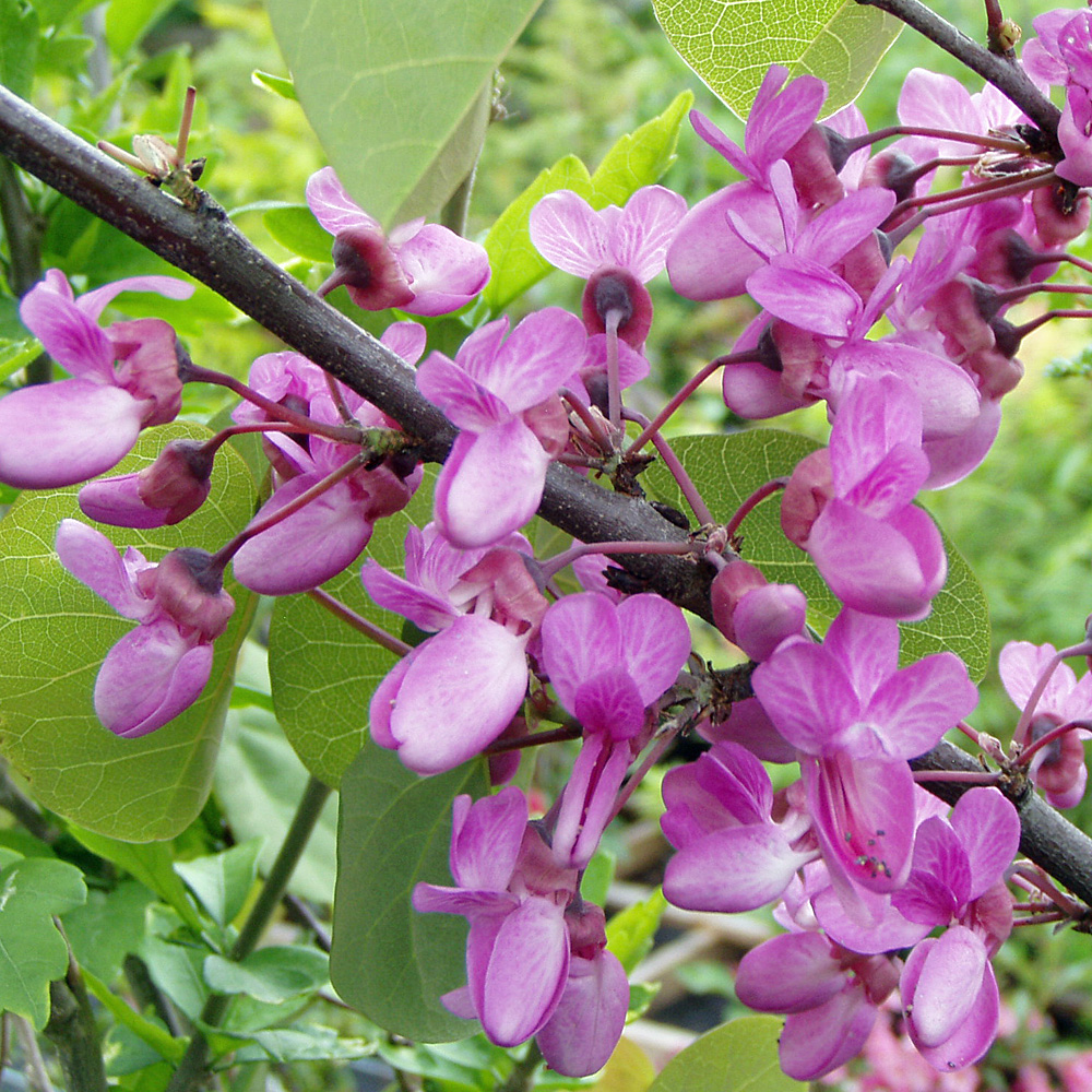 Judasbaum ' Merlot '