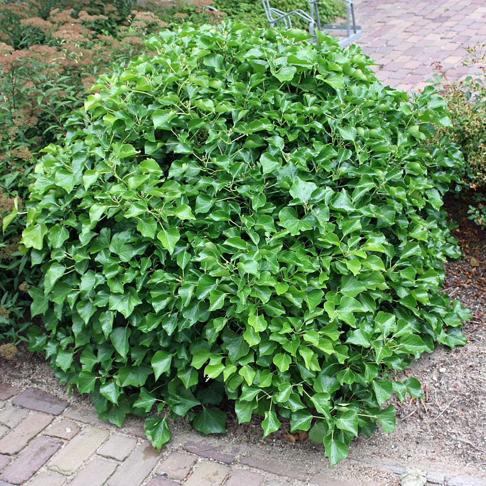 Strauch Efeu, Hedera, kleinwüchsig