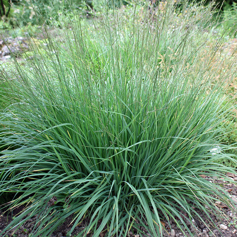 Pfeifengras 'Edith Dudszus'