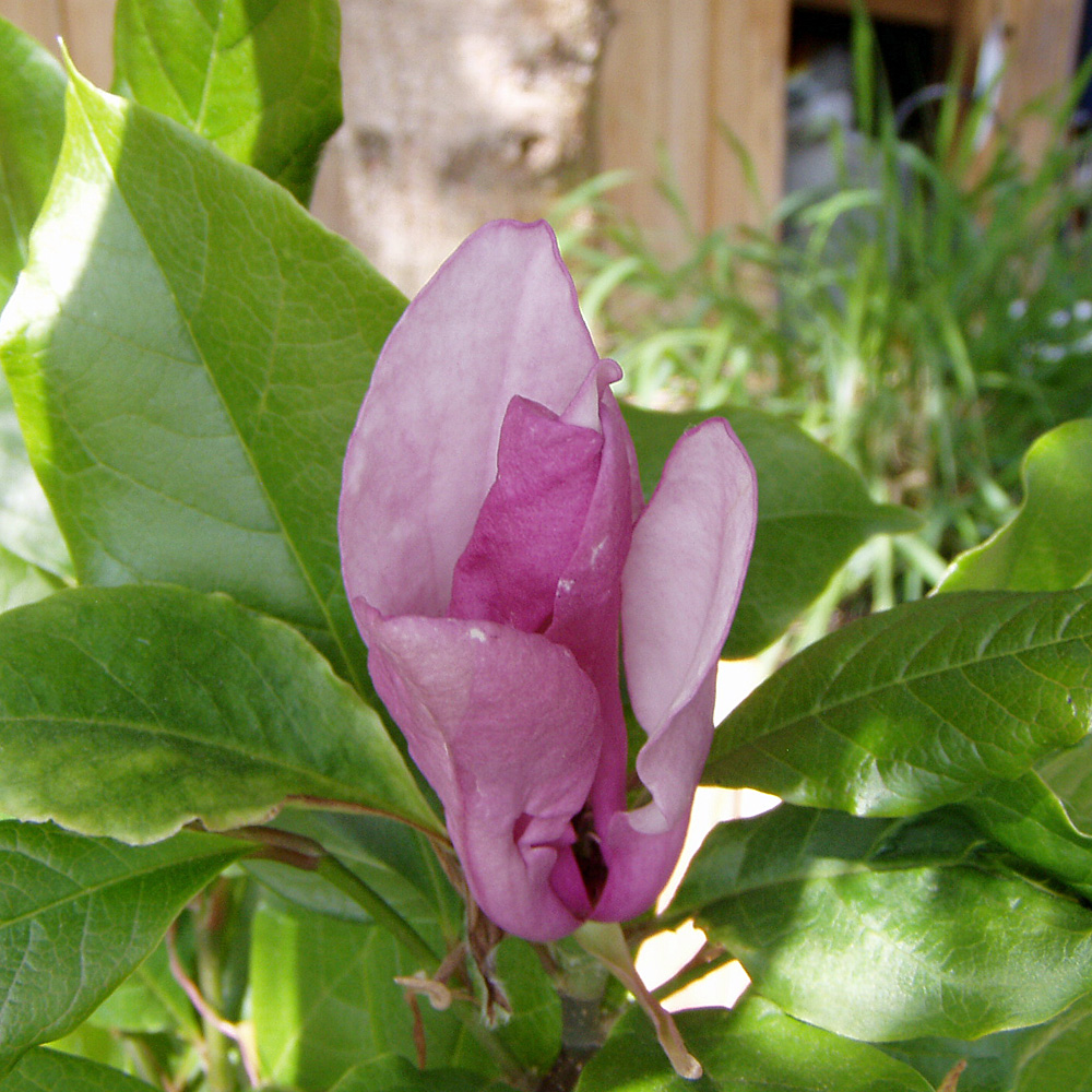 magnolie Susan, Magnolia, Frühjahr, Blütenstrauch