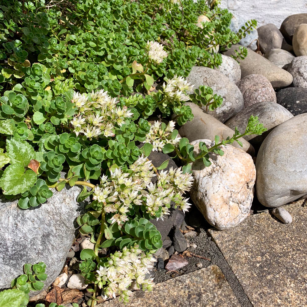 Teppichsedum 'Album Superbum'