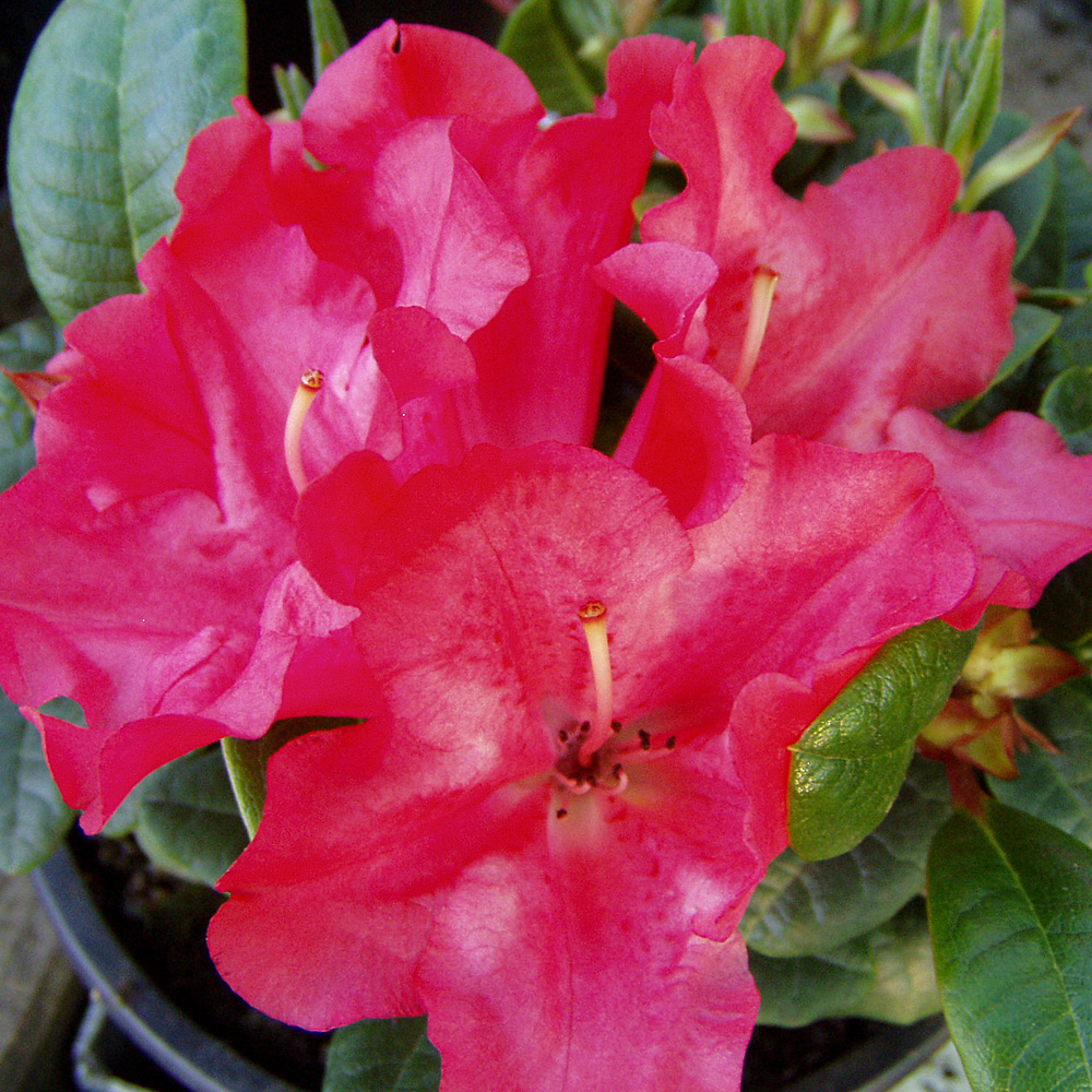 Azalee Scarlet Wonder, Frühjahrsblüher, Moorbeetbpflanze