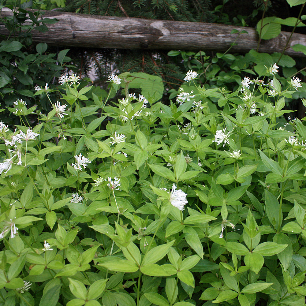 Waldmeister, Bodendecker, Schatten, Wurzeldruck