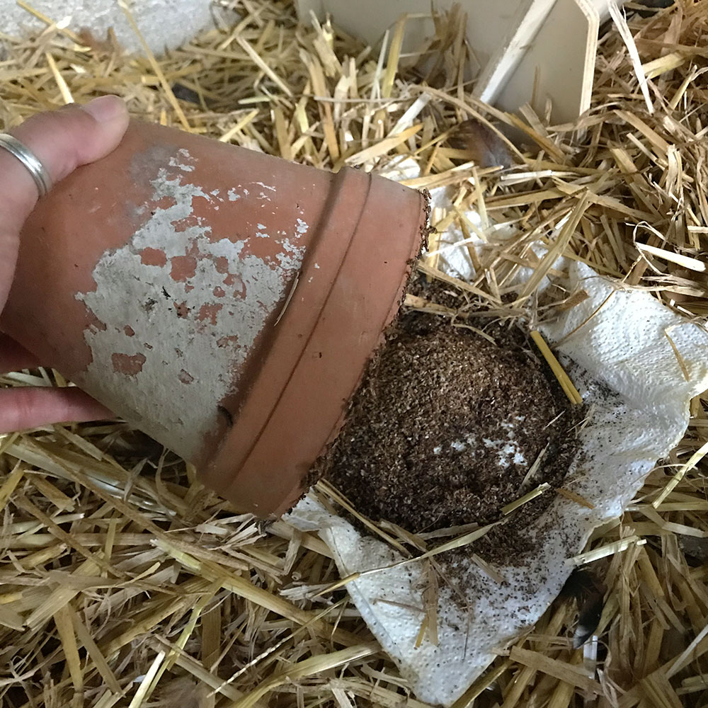Raubmilben gegen Schlangen-/ Vogelmilben