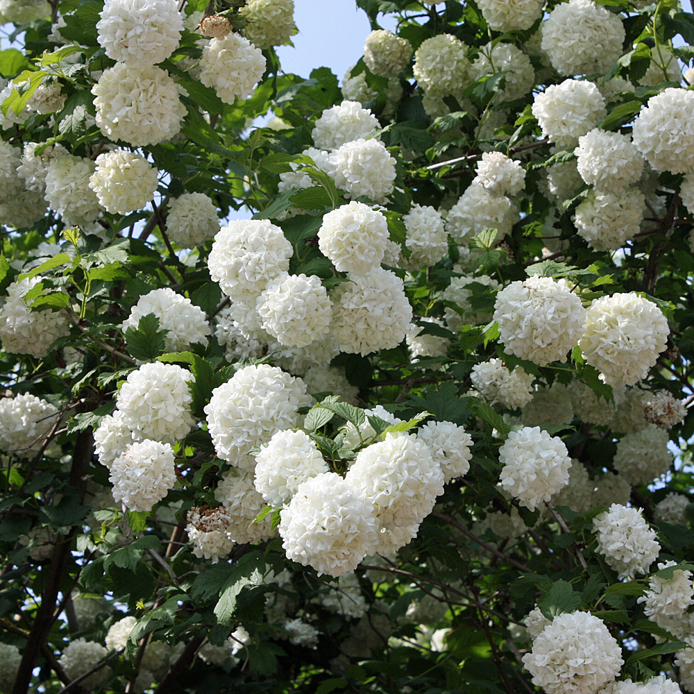 Gefüllter Echter Schneeball, Duftpflanze, Viburnum