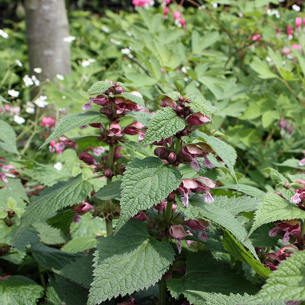 Nesselkönig, Lamium, Bienenweide
