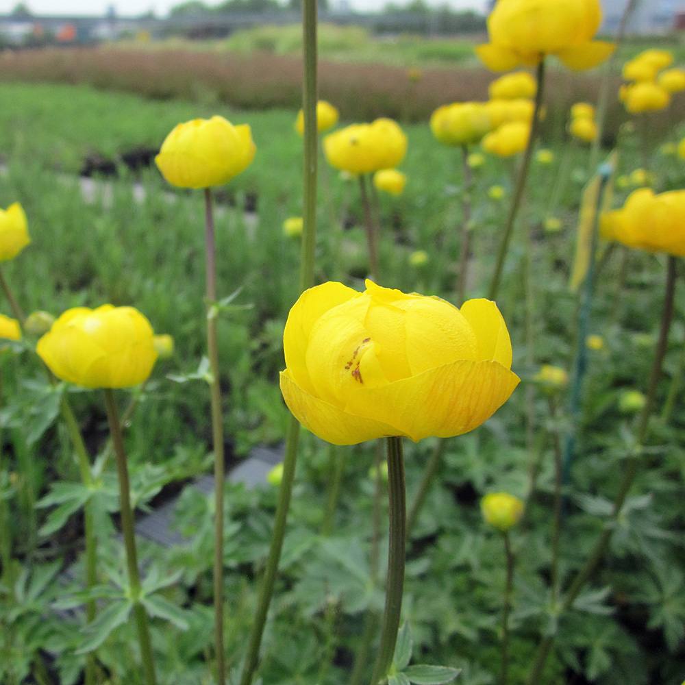 Europäische Trollblume, Blütenstaude