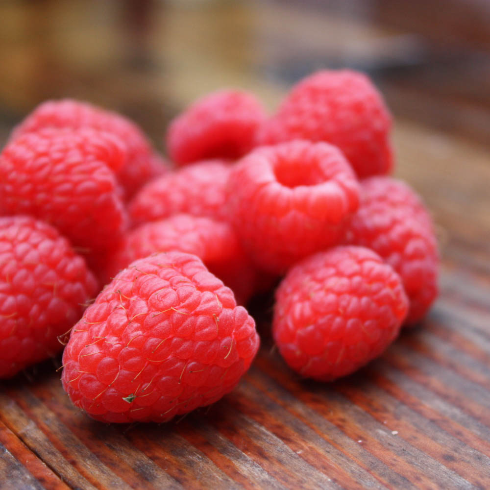 Sommerhimbeere 'Summer Chef' ®