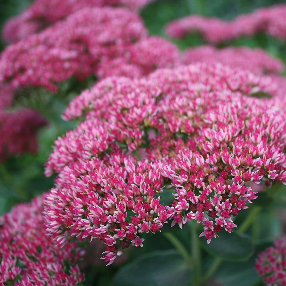 Fetthenne Herbstfreude, Sedum, Bienenweide