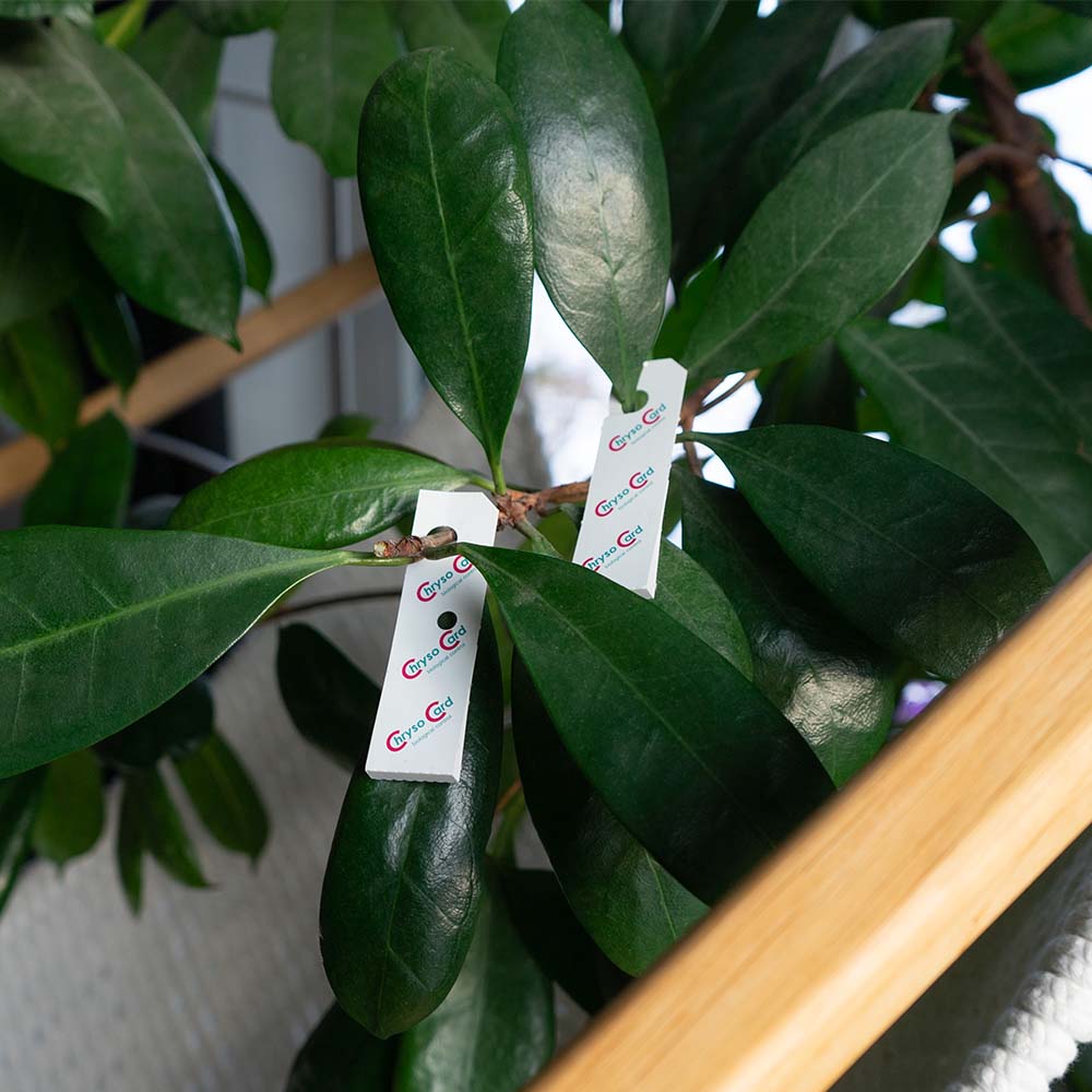 ChrysoCards - Florfliegeneier auf Hängekärtchen