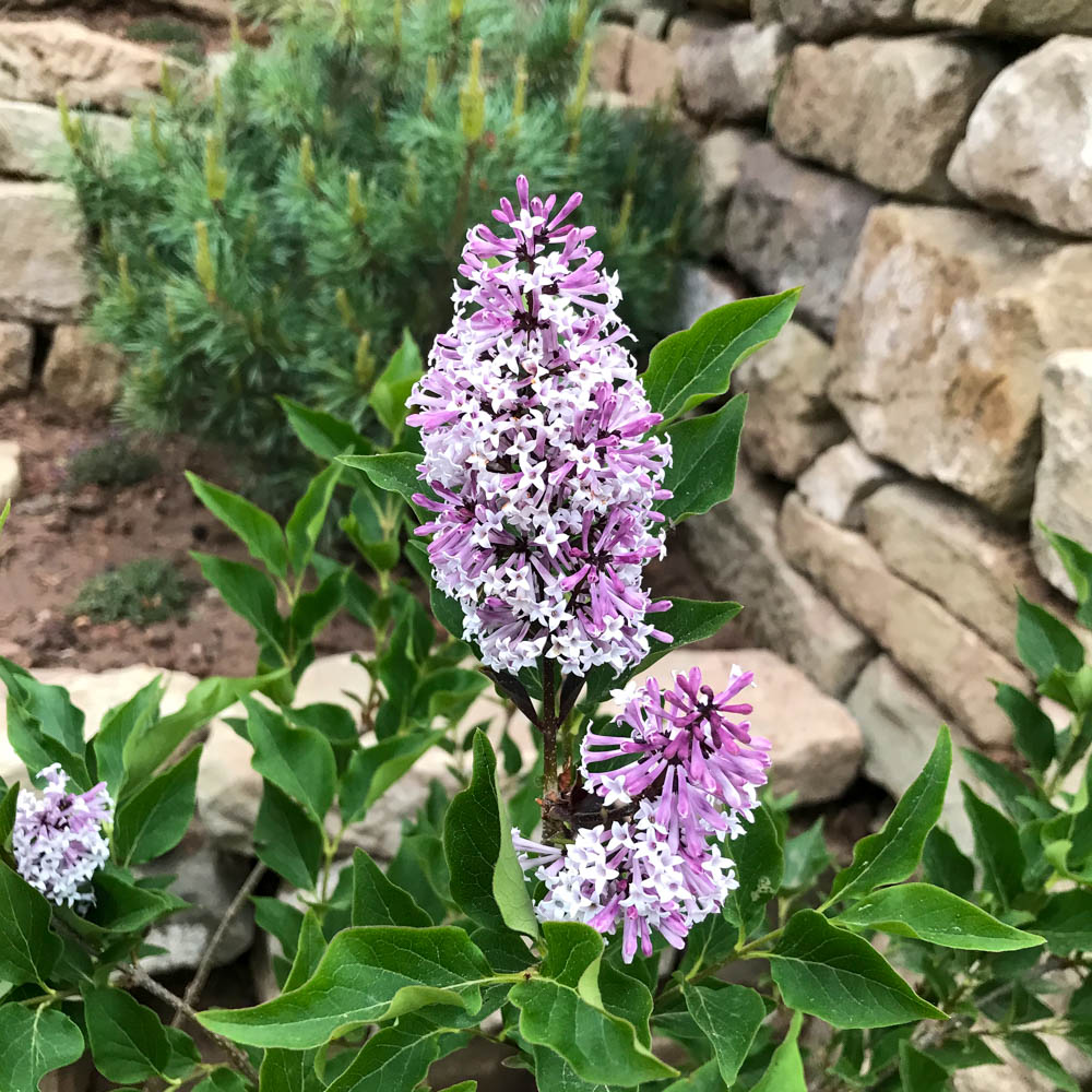 Zwergflieder Miss kim, Flieder, Syringa, Blütenstrauch