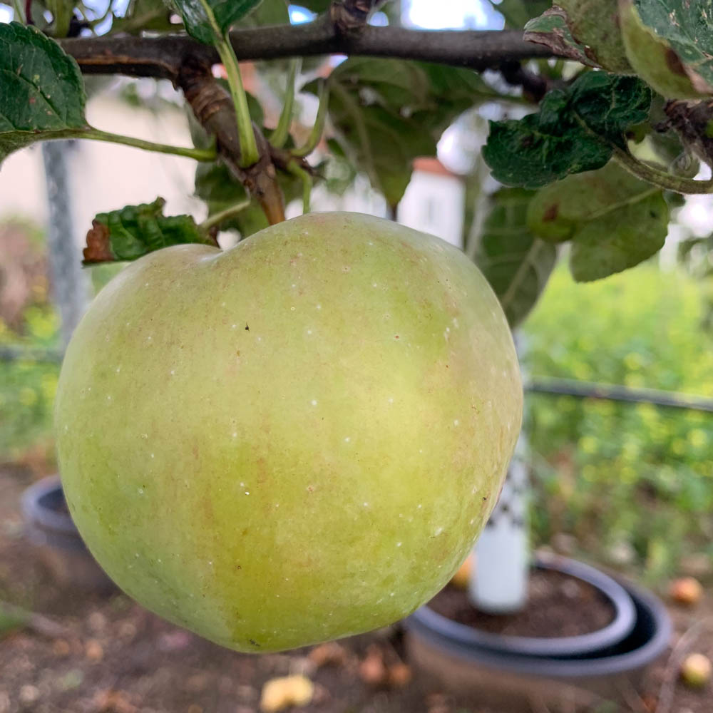 Apfel 'Ontario'