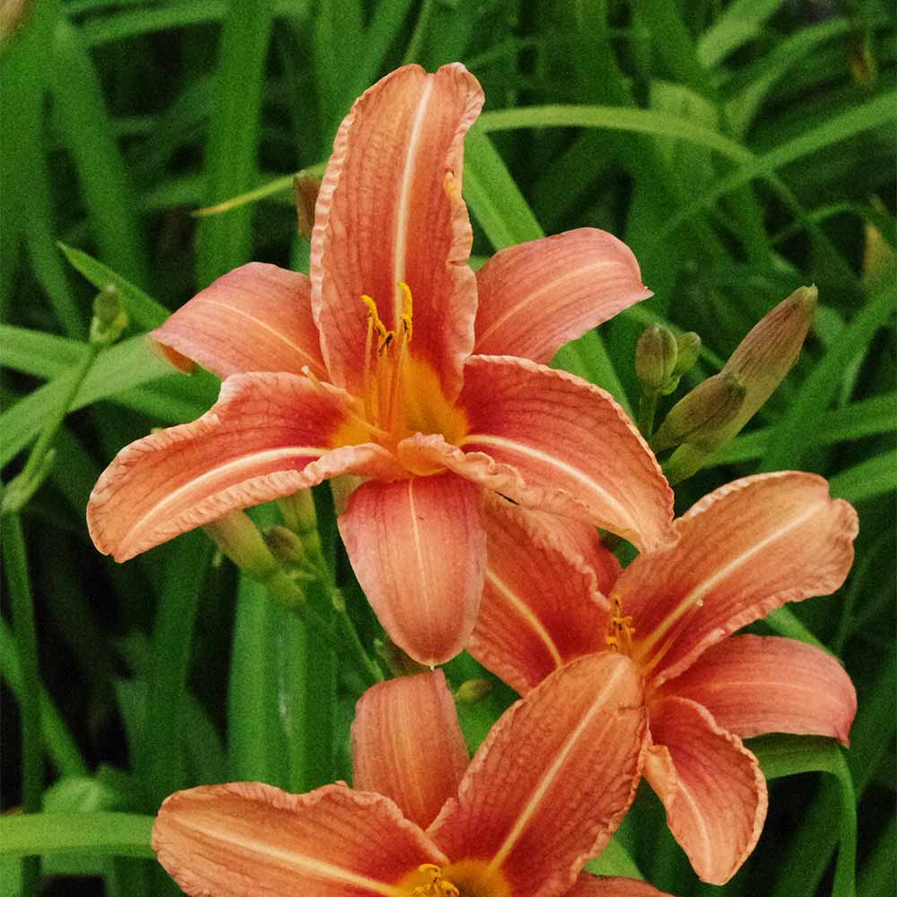 Taglilie 'Kwanso'