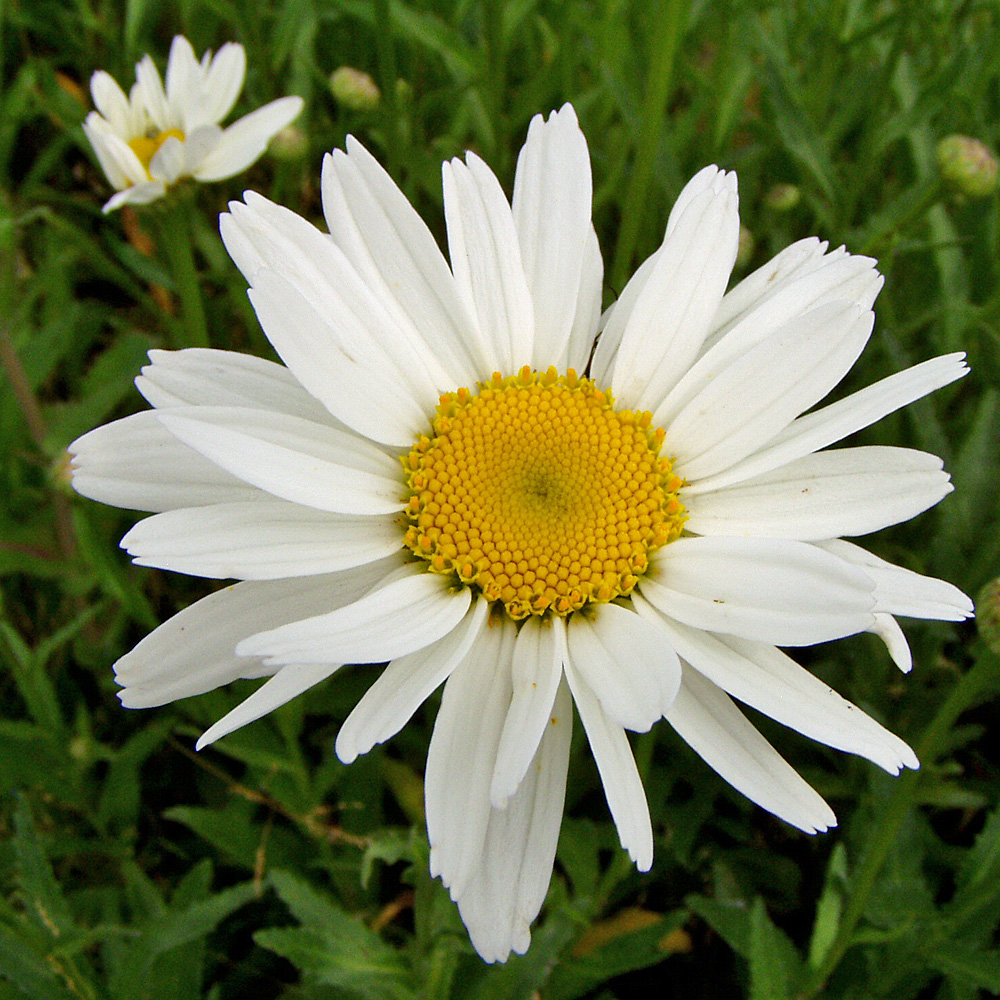 Margarite Gruppenstolz, Blütenstaude