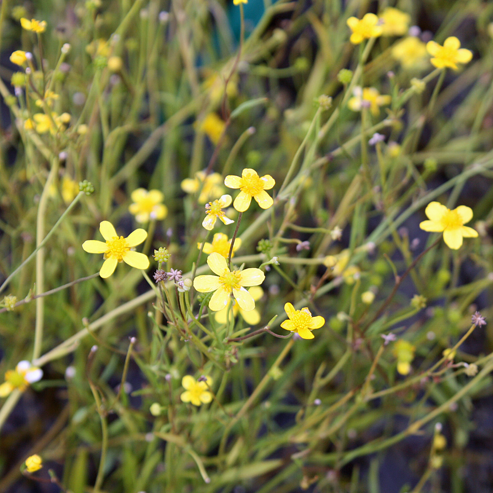 Brennender Hahnenfuß, Ranunculus, Wasserpflanze, Ufer