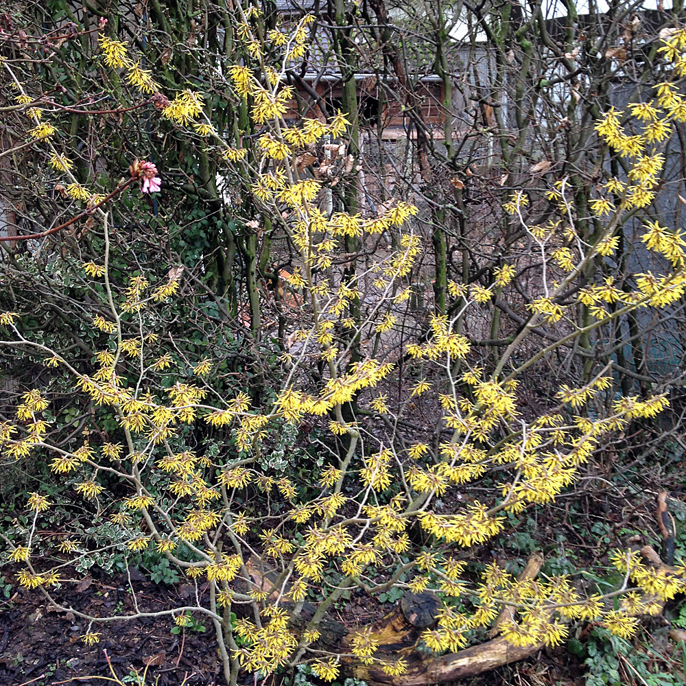 Zaubernuss, Westerstede, Winterblüte, 