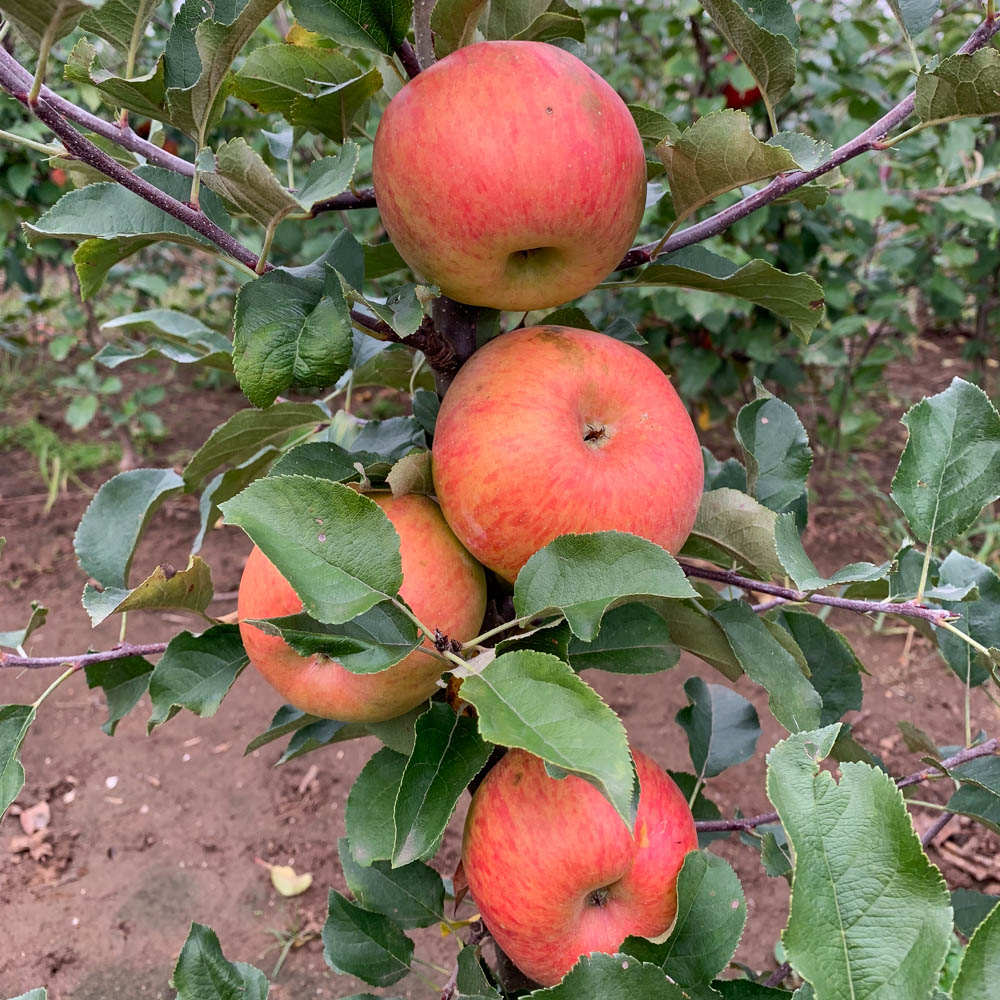 Apfel 'Santana' ®