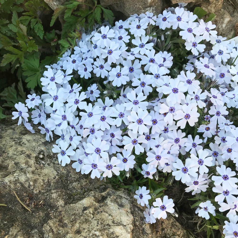 Teppichphlox 'Bavaria'