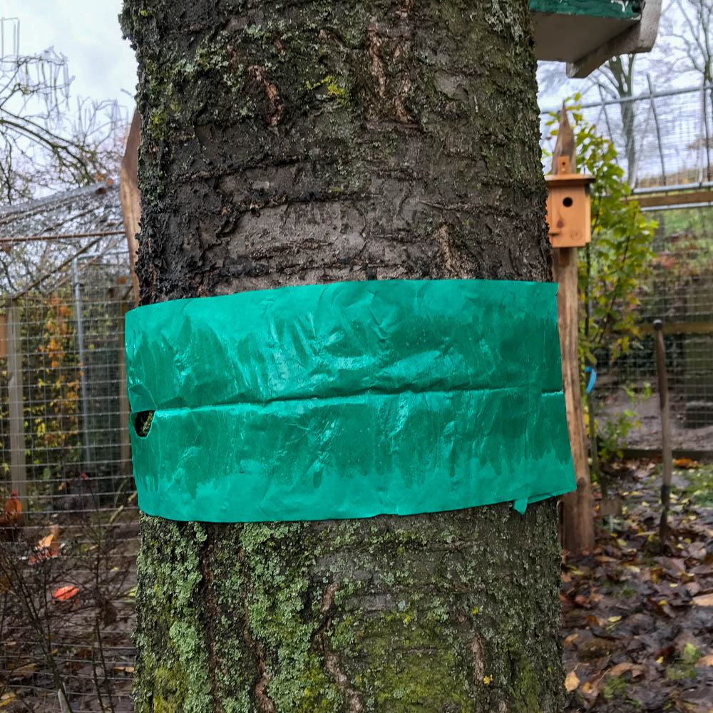 Raupen- und Ameisenleimring