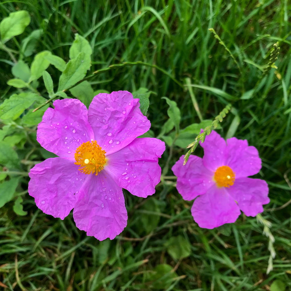 Zistrose